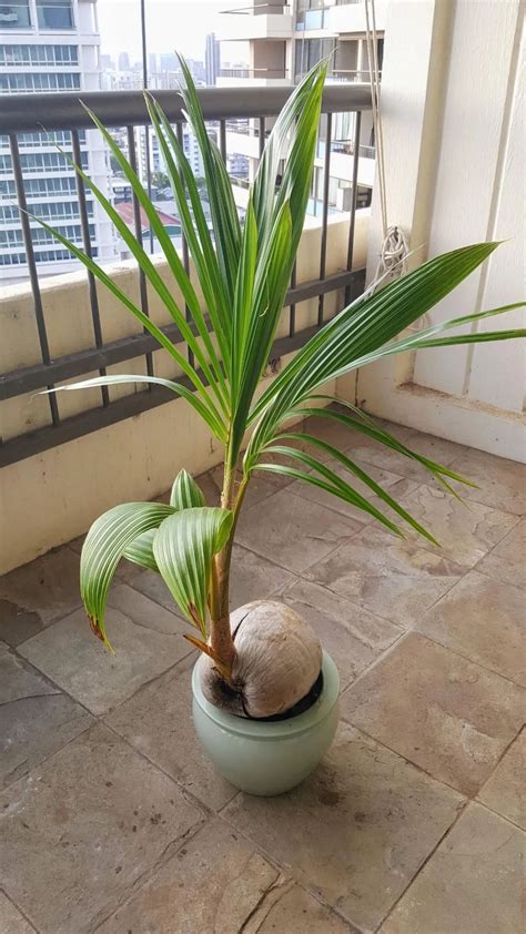 椰子樹 盆栽